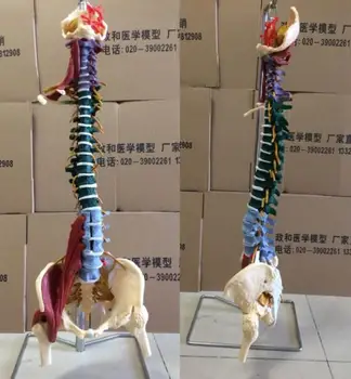 85 см, модель человеческого позвоночника 1: 1, ортопедическая модель позвоночника для взрослых с костями ног, таза, мышцами и нервами, модель скелета
